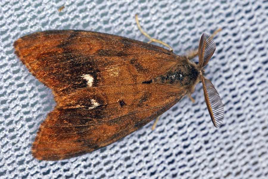 Orgyia antiqua / Schlehen-Bürstenspinner / Nachtfalter - Eulenfalter - Erebidae / Unterfamilie: Trägspinner - Lymantriinae