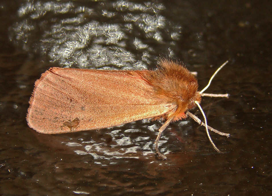 Phragmatobia fuliginosa / Zimtbär / Nachtfalter - Bärenspinner - Arctiidae - Arctiinae