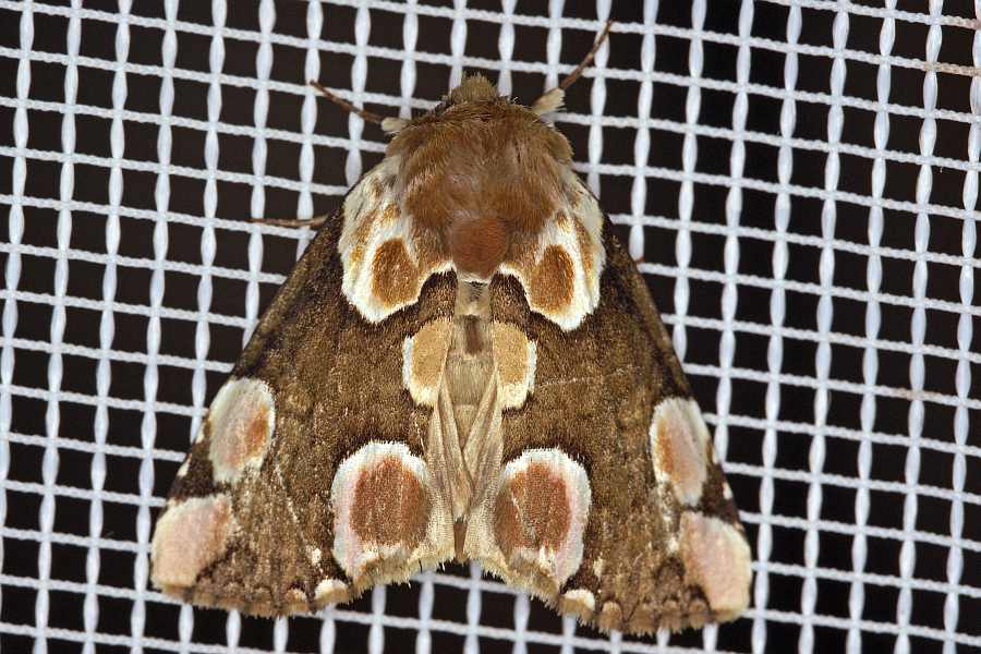 Thyatira batis / Roseneule / Nachtfalter - Sichelflügler - Drepanidae - Eulenspinner - Thyatirinae