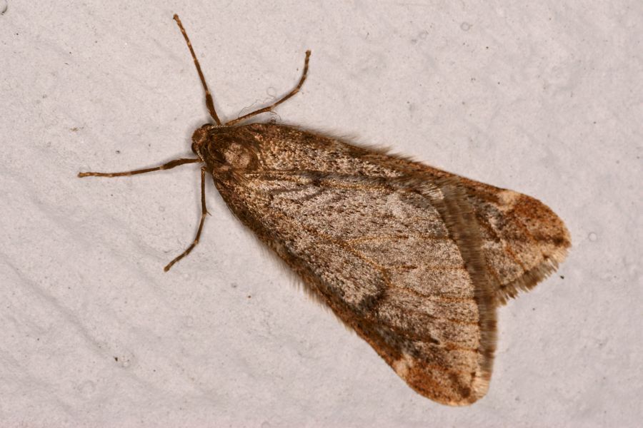 Alsophila aescularia / Frühlings-Kreuzflügel / Nachtfalter - Spanner - Geometridae - Kreuzflügel -  Alsophilinae