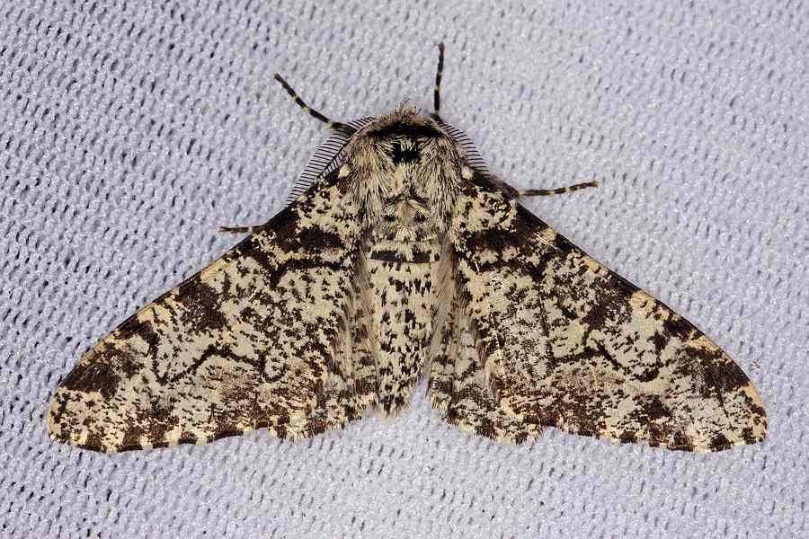Biston betularia / Birkenspanner / Nachtfalter - Spanner - Geometridae - Ennominae