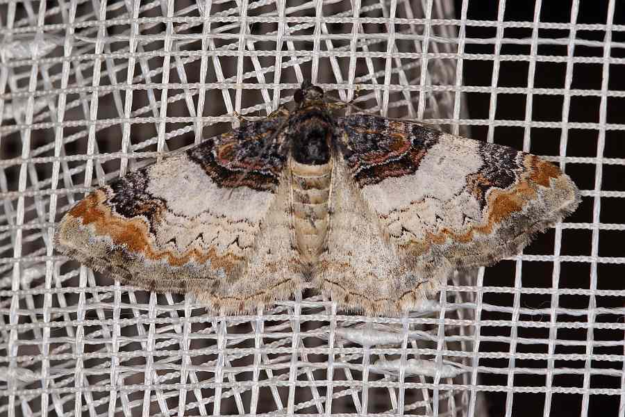 Catarhoe cuculata / Braunbinden-Blattspanner / Nachtfalter - Spanner - Geometridae - Larentiinae