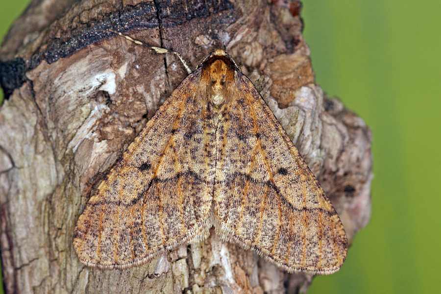 Erannis defoliaria / Großer Frostspanner / Nachtfalter - Spanner - Geometridae - Ennominae 