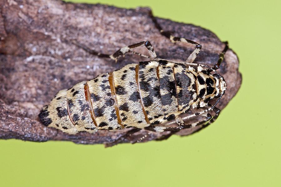Erannis defoliaria / Großer Frostspanner (flügelloses Weibchen) / Nachtfalter - Spanner - Geometridae - Ennominae 