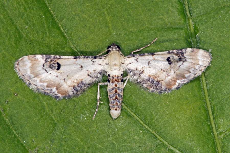Eupithecia centaureata / Mondfleckiger Blütenspanner / Nachtfalter - Spanner - Geometridae - Larentiinae