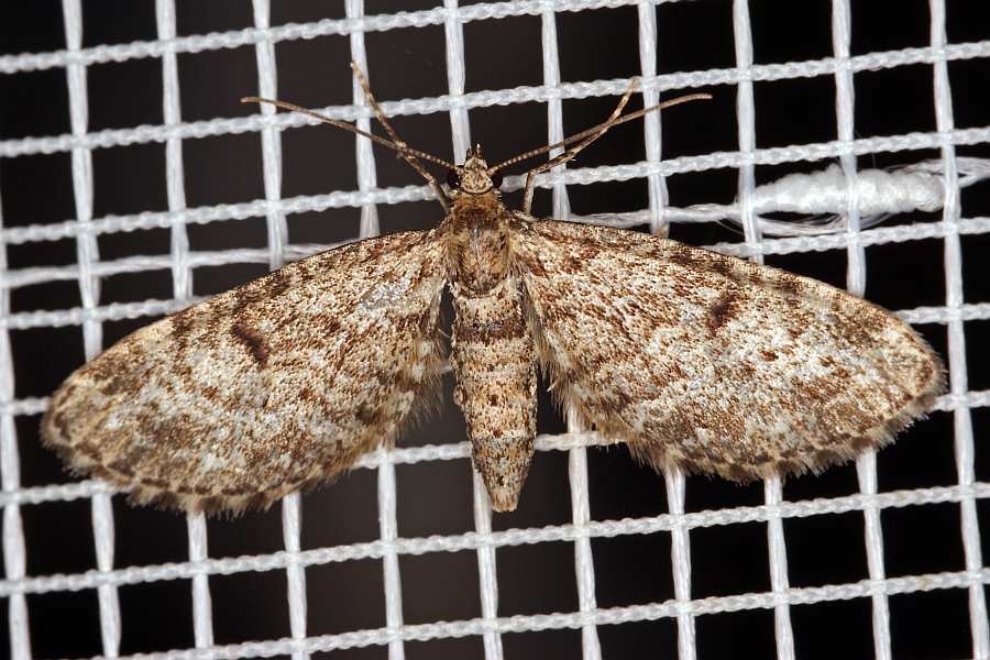 Eupithecia indigata / Kiefern-Blütenspanner / Nachtfalter - Spanner - Geometridae - Larentiinae