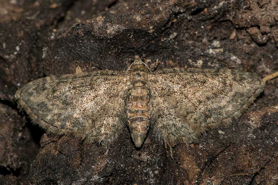 Eupithecia inturbata / Feldahorn-Blütenspanner / Nachtfalter - Spanner - Geometridae - Larentiinae