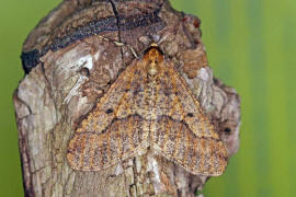Erannis defoliaria / Großer Frostspanner / Nachtfalter - Spanner - Geometridae - Ennominae 