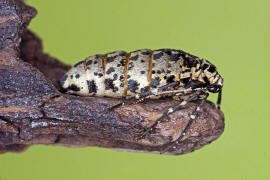 Erannis defoliaria / Großer Frostspanner (flügelloses Weibchen) / Nachtfalter - Spanner - Geometridae - Ennominae 