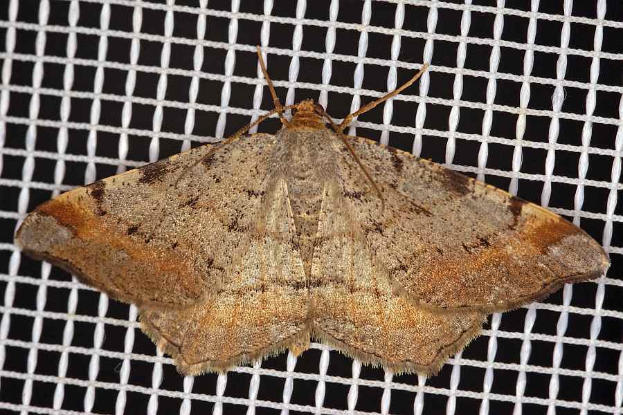 Macaria liturata / Violettgrauer Eckflügelspanner / Nachtfalter - Spanner - Geometridae - Ennominae