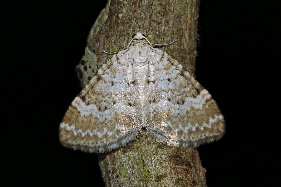Perizoma albulata / Klappertopf-Kapselspanner / Nachtalter - Spanner - Geometridae - Larentiinae