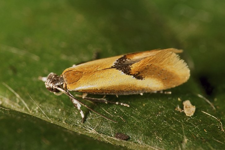 Batia lunaris / Kleiner Ginsterrindenfalter / Nachtfalter - Oecophoridae - Faulholzmotten