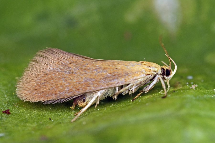Crassa tinctella / Ohne deutschen Namen / Nachtfalter - Faulholzmotten - Oecophoridae - Oecophorinae