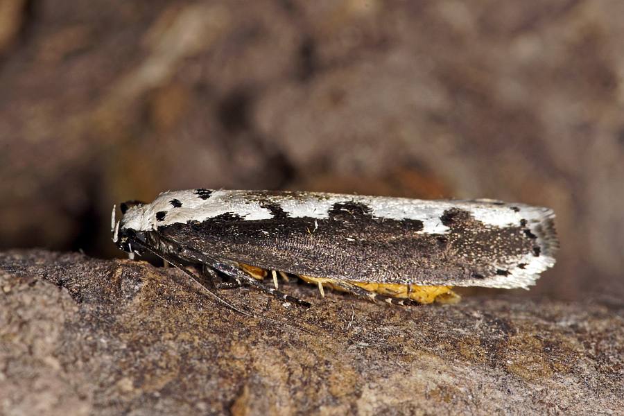 Ethmia bipunctella / Natternkopf-Grasminiermotte / Nachtfalter - Grasminiermotte - Elachistidae - Ethmiinae