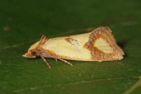 Agapeta zoegana / Flockenblumen-Wickler / Nachtfalter - Wickler - Tortricidae - Tortricinae - Cochylini