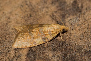 Aleimma loeflingiana / Brauner Eichenwickler / Nachtfalter - Wickler - Tortricidae - Tortricinae