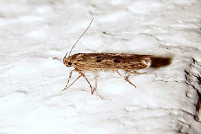 Hofmannophila pseudospretella / Samenmotte / Nachtfalter - Faulholzmotten - Oecophoridae - Oecophorinae