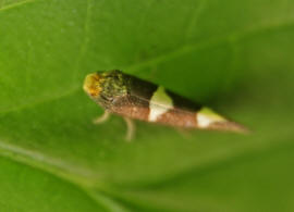 Incurvaria masculella / Weidorn-Miniersackmotte / Nachtfalter - Miniersackmotten - Incurvariidae