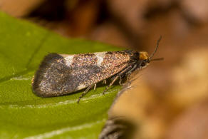 Incurvaria masculella / Weidorn-Miniersackmotte / Nachtfalter - Miniersackmotten - Incurvariidae