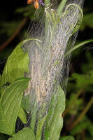 Yponomeuta cagnagella / Pfaffenhütchen-Gespinstmotte (Raupen) / Nachtfalter - Gespinst- und Knospenmotten - Yponomeutidae - Yponomeutinae