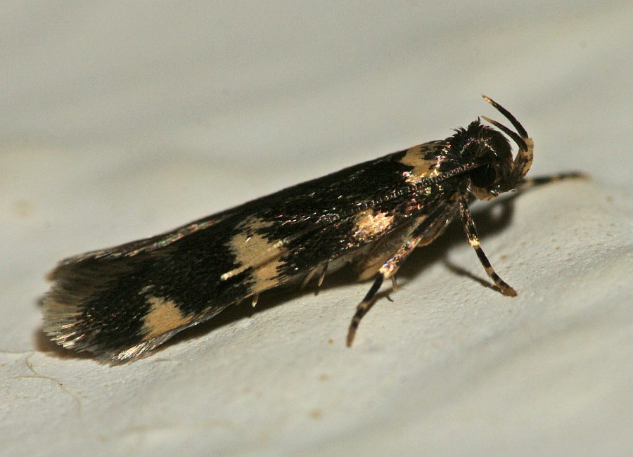 Oegoconia deauratella / Ohne deutschen Namen / Nachtfalter - Autostichidae - Autostichinae