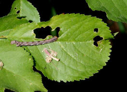 Agriopis marginaria  / Graugelber Breitflügelspanner (Raupe) / Nachtfalter - Spanner - Geometridae - Ennominae