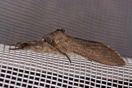 Calliteara pudibunda var. concolor / Buchen-Streckfuß / Nachtfalter - Eulenfalter - Noctuidae / Unterfamilie: Trägspinner - Lymantriinae