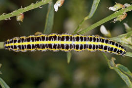 Calophasia lunula / Mndcheneule (Raupe) / Nachtfalter - Eulenfalter - Noctuidae - Oncocnemidinae