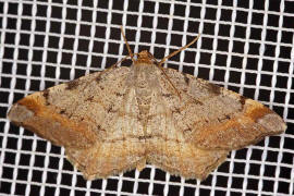 Macaria liturata / Violettgrauer Eckflügelspanner / Nachtfalter - Spanner - Geometridae - Ennominae