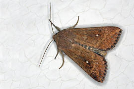 Mythimna albipuncta / Weißfleck-Graseule / Nachtfalter - Eulenfalter - Noctuidae - Hadeninae