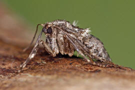 Operophtera brumata / Kleiner Frostspanner (Weibchen) / Nachtfalter - Spanner - Geometridae - Larentiinae 