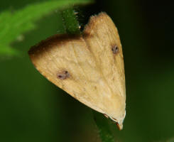 Rivula sericealis / Seideneulchen / Nachtfalter - Eulenfalter - Noctuidae - Rivulinae
