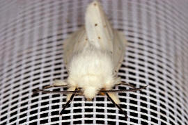 Spilosoma lubricipeda / Breitflügeliger Fleckleibbär / Nachtfalter - Eulenfalter - Noctuidae - Bärenspinner - Arctiinae