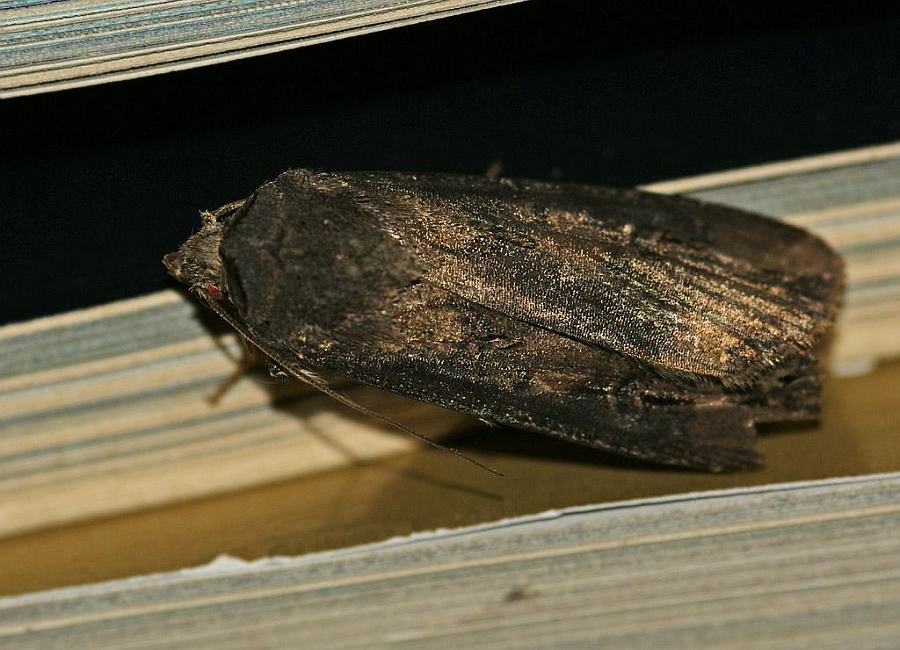 Agrotis ipsilon / Ypsiloneule / Eulenfalter - Noctuidae