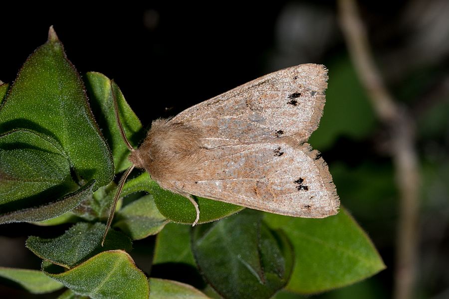 Anorthoa munda / Zweifleck-Kätzcheneule / Nachtfalter - Eulenfalter - Noctuidae - Hadeninae