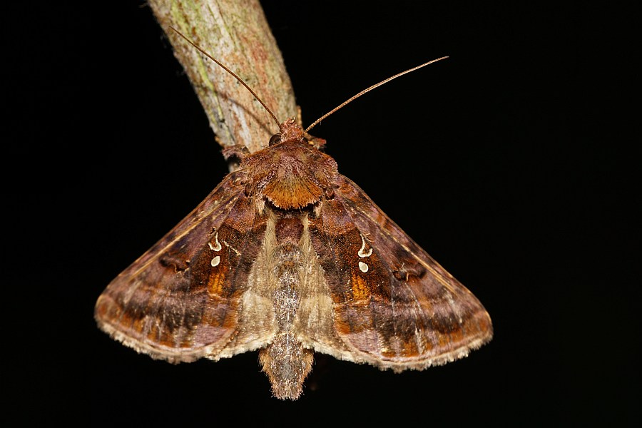 Autographa pulchrina / Ziest-Silbereule / Nachtfalter - Eulenfalter - Noctuidae - Plusiinae
