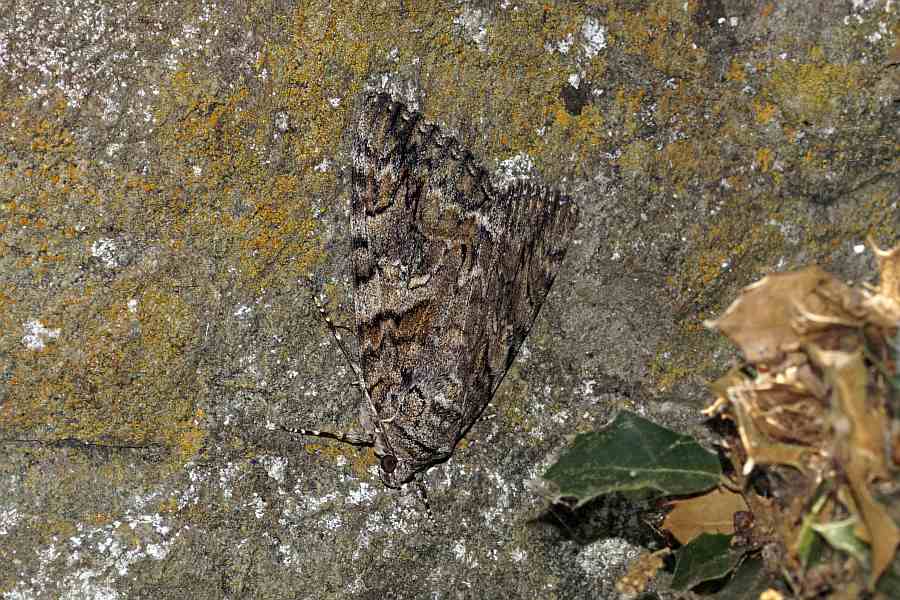 Catocala coniuncta (Esper, 1787) / Nachtfalter - Eulenfalter - Erebidae - Erebinae