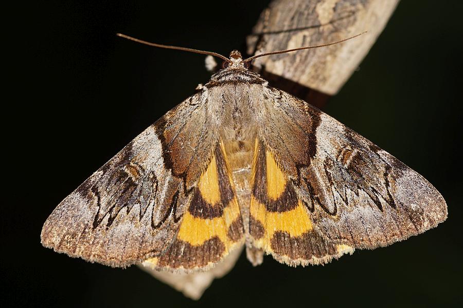 Catocala fulminea / Gelbes Ordensband / Nachtfalter - Eulenfalter - Erebidae - Erebinae