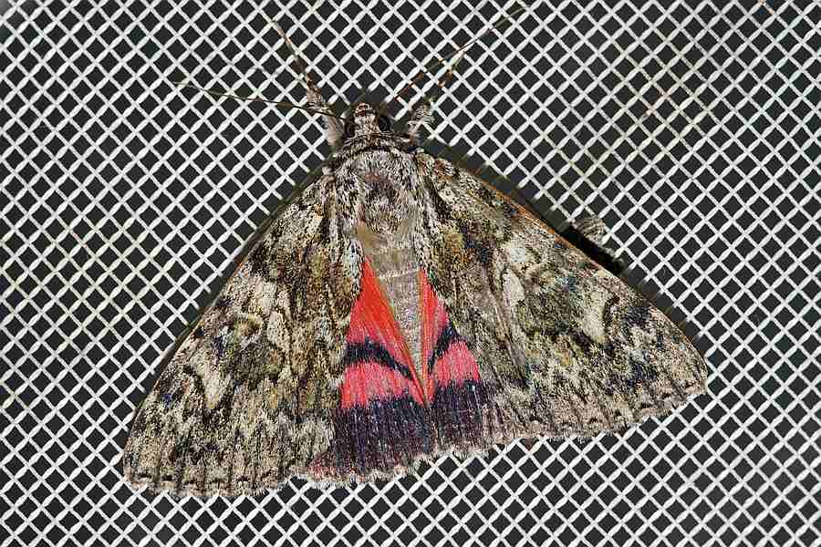 Catocala promissa / Kleines Eichenkarmin / Nachtfalter - Eulenfalter - Erebidae - Erebinae