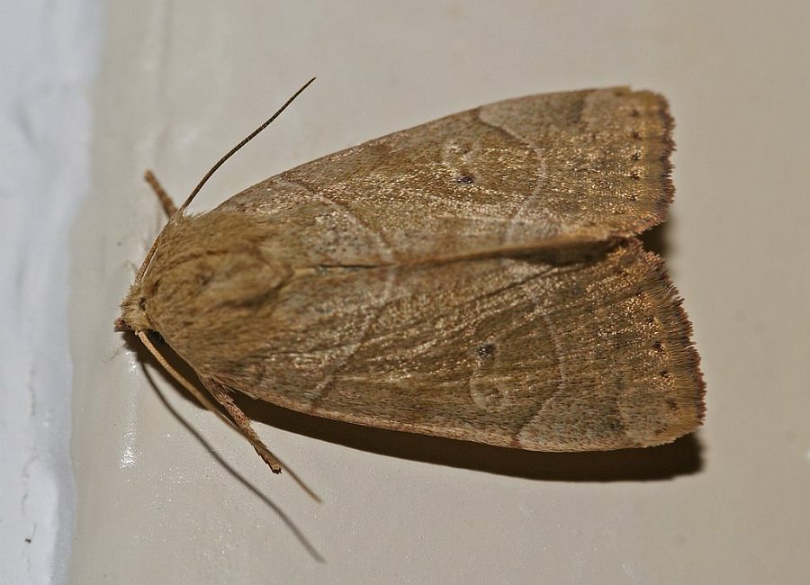 Cosmia trapezina / Trapezeule / Eulenfalter - Noctuidae