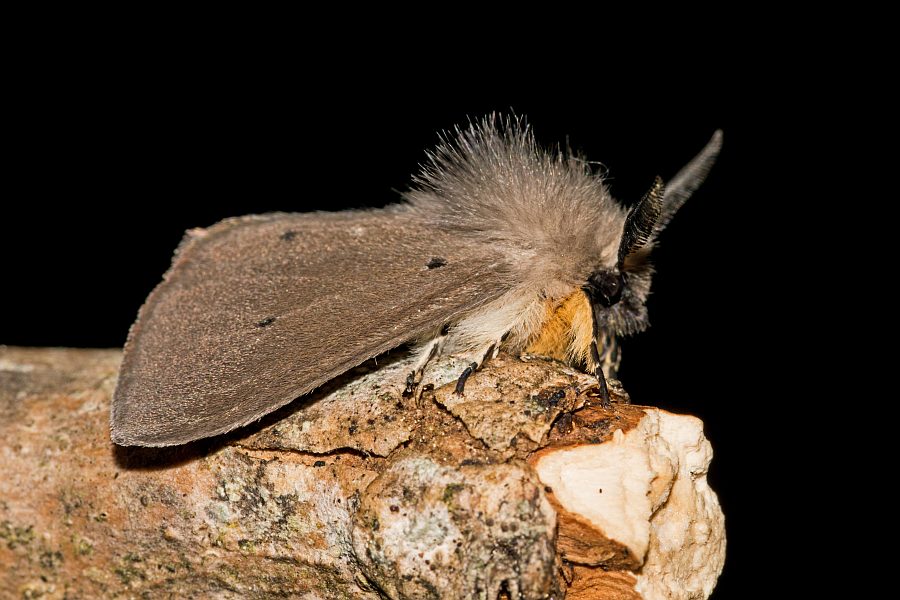 Diaphora mendica / Grauer Fleckleibbär / Graubär / Nachtfalter - Eulenfalter - Erebidae - Bärenspinner - Arctiinae