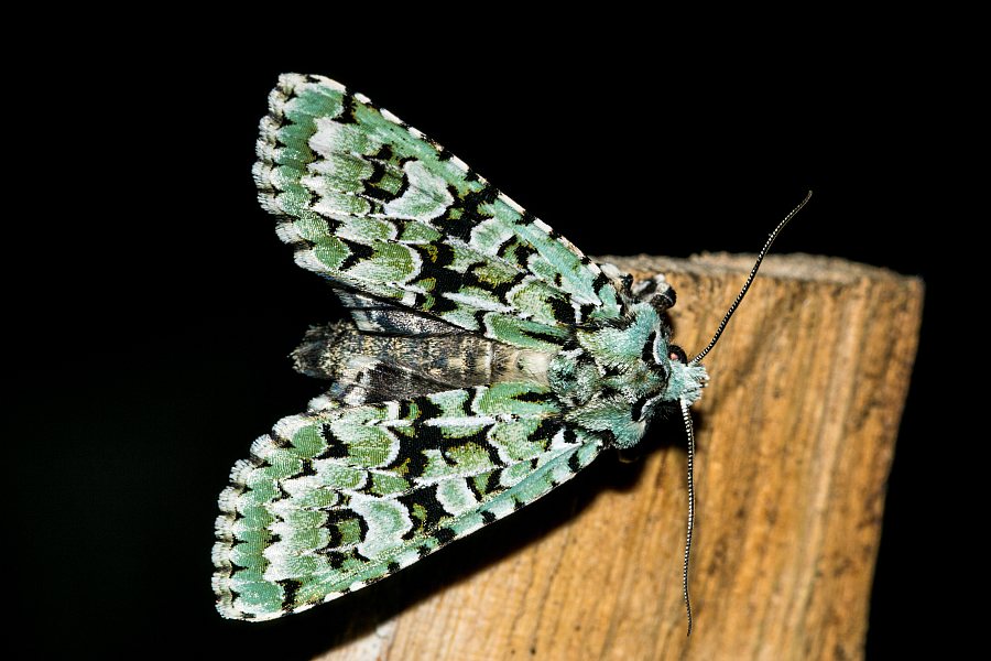 Griposia aprilina / Grüne Eicheneule / Nachtfalter - Eulenfalter - Noctuidae - Xyleninae