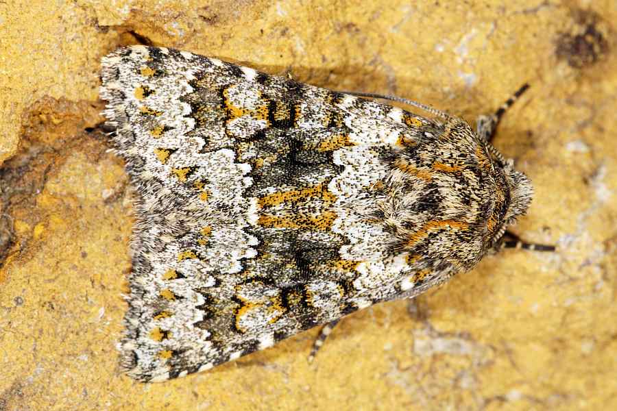 Hecatera dysodea / Kompasslattich-Eule / Nachtfalter - Eulenfalter - Noctuidae - Hadeninae