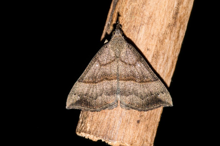 Hypena proboscidalis / Nessel-Schnabeleule / Nachtfalter - Eulenfalter - Noctuidae - Hypeninae