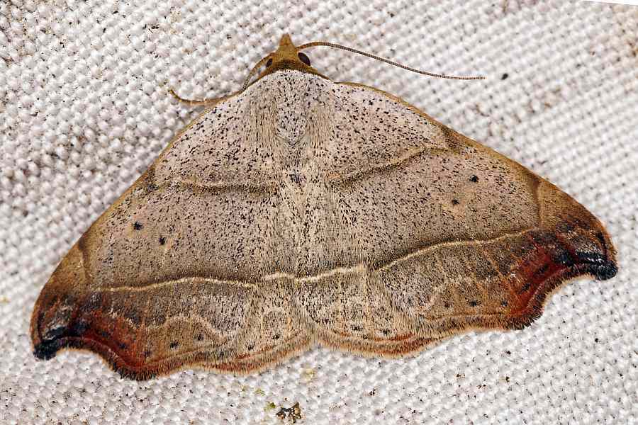 Laspeyria flexula / Sicheleule / Nachtfalter - Eulenfalter - Noctuidae - Aventiinae