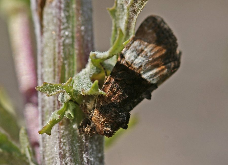 Mesoligia furuncula / Trockenrasen-Halmeulchen / Zweifarbiges Halmeulchen / Eulenfalter - Noctuidae