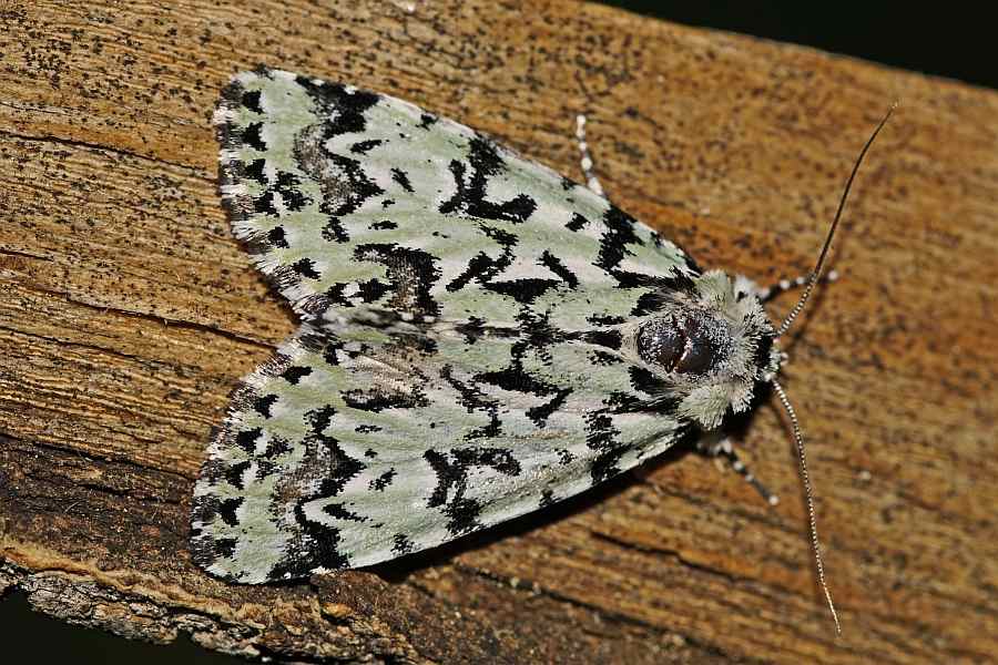 Moma alpium / Seladoneule / Nachtfalter - Eulenfalter - Noctuidae - Acronictinae
