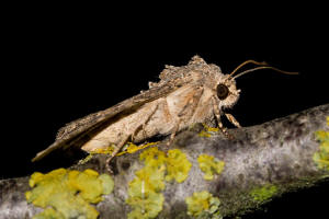 Anarta trifolii / Meldenflureule / Kleefeldeule / Nachtfalter - Eulenfalter - Noctuidae - Hadeninae