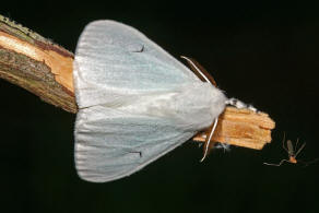 Arctornis l-nigrum / Schwarzes L / Nachtfalter - Eulenfalter - Erebidae - Trägspinner - Lymantriinae