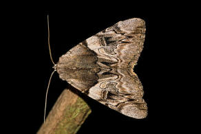 Catocala fulminea / Gelbes Ordensband / Nachtfalter - Eulenfalter -Erebidae - Erebinae